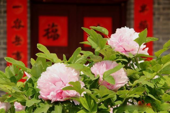 "喝"骨汤的"牡丹花王"!洛阳一农家院200岁牡丹开出千余朵花