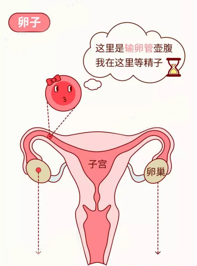 南昌华儿山生殖医院:输卵管为什么会堵塞?大多数人都不知道这个原因!
