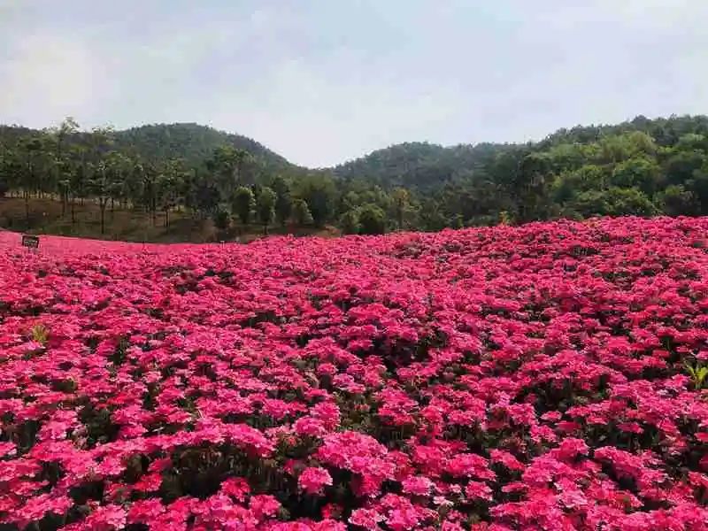 新晋网红:玉溪高仓街道滇中植物园喊你来打卡!