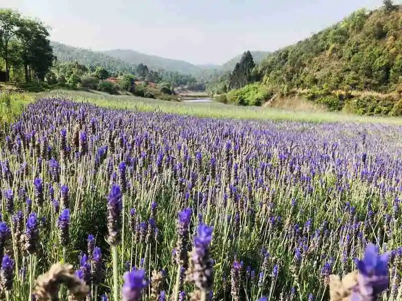 新晋网红:玉溪高仓街道滇中植物园喊你来打卡!