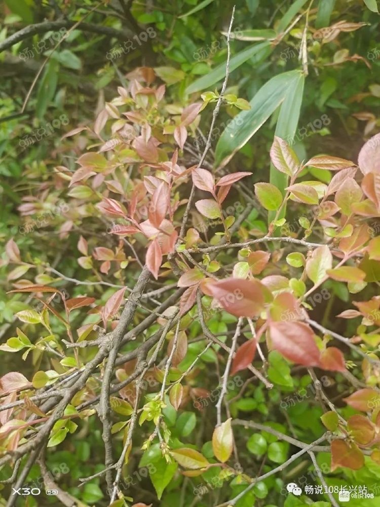 春寒料峭已然接近尾声,院落里的花草越来越多地染上暖阳的颜色,乌饭树