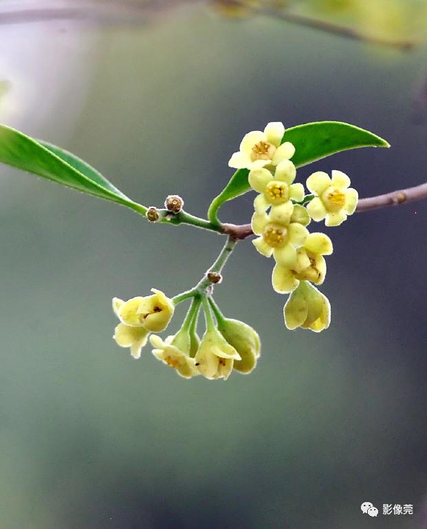 低调内敛的莞香花盛开等你来赏