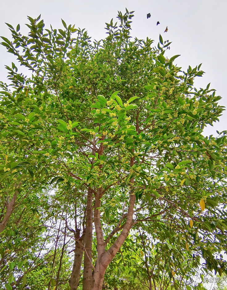 进入6月后,莞香花凋谢,莞香树结果,果实为青色,从莞香花的花蕊中长出