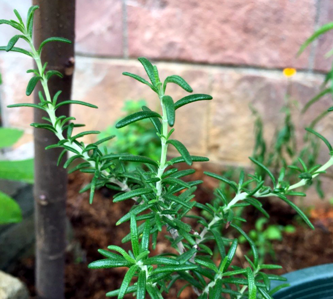 夏天蚊子多,就在家养几盆"香草",比驱蚊草管用,蚊蝇不