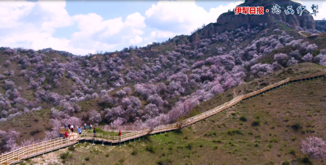 【原创】山花烂漫福寿山|福寿山|伊犁|中华福寿山|冯湛博|汪乐乐|玻璃