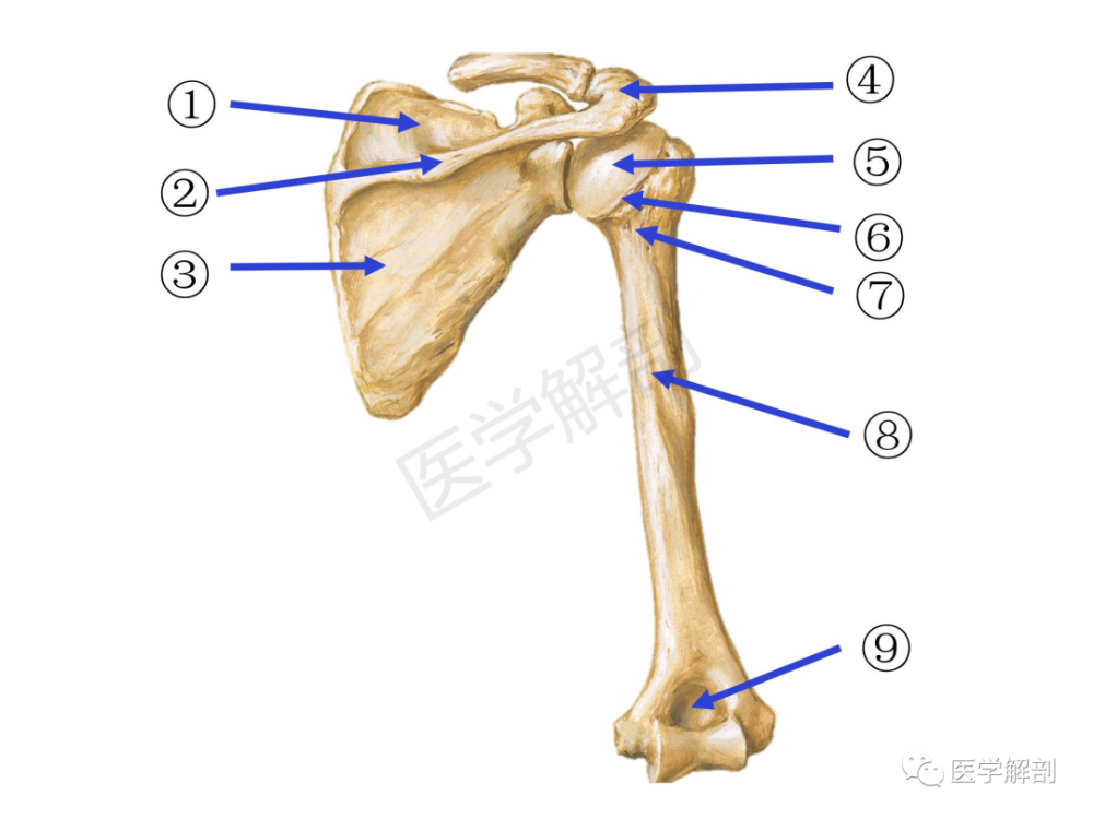 填图题|肱骨和肩胛骨:前面观