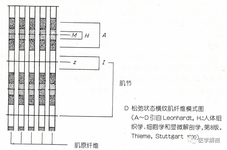 经典解剖组织肌