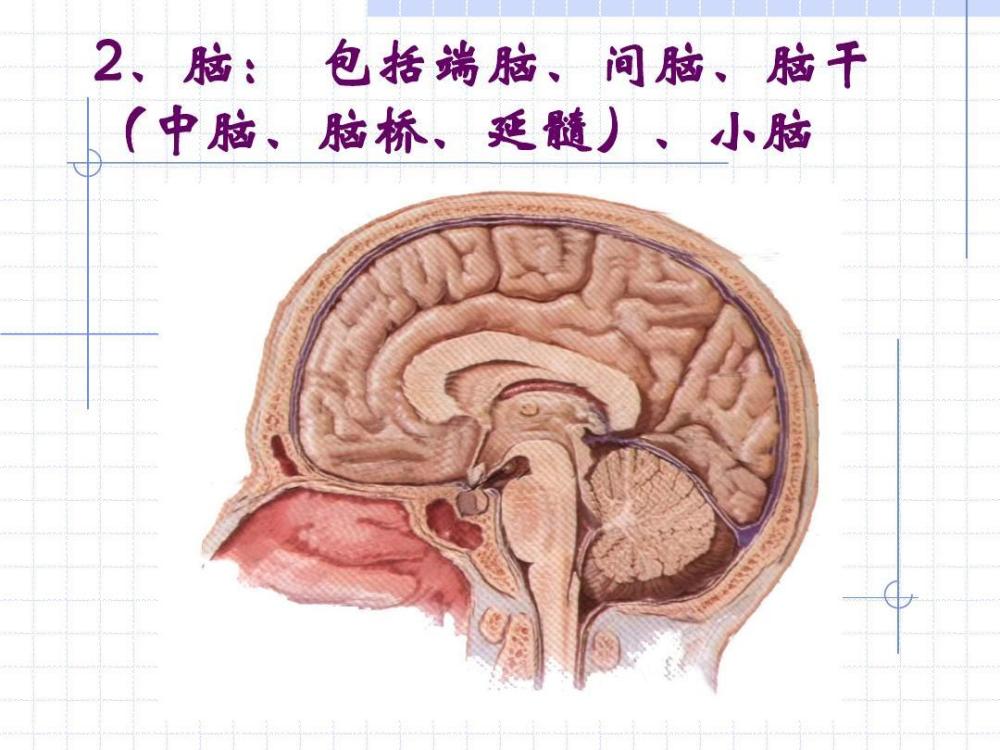 小脑脑桥角膜瘤的发病机制是什么?在早期的主要症状有