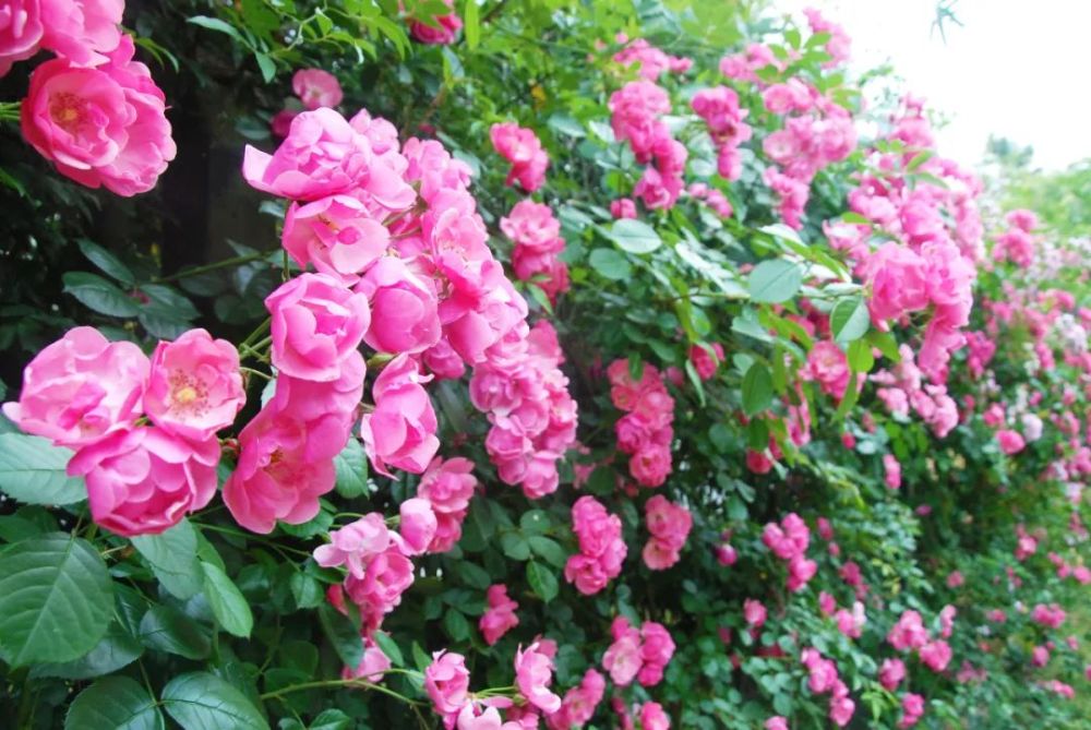 无锡超美的蔷薇花墙来了,盛开之际满墙浪漫～_腾讯新闻