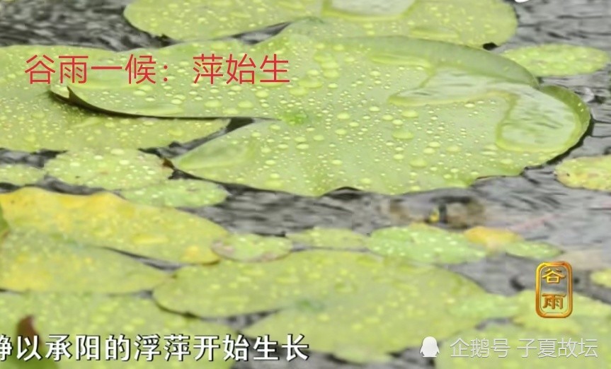 谷雨分为三候,曰:一候萍始生,二候鸣鸠拂其羽,三候戴胜降于桑.