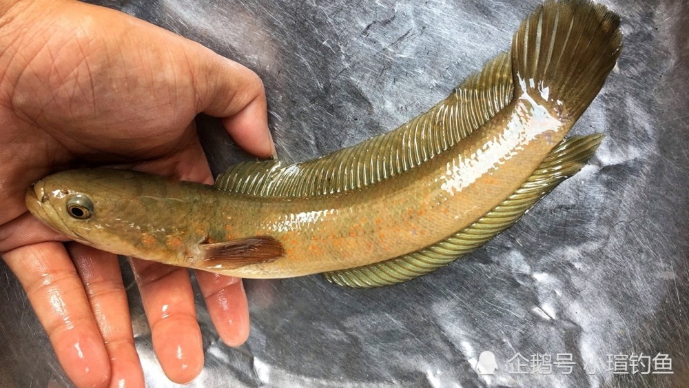 江西吉安的野河中发现罕见的七星鱼为何极少有人钓到它