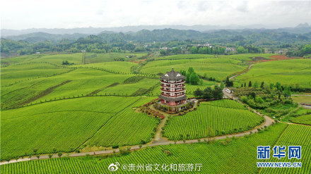 贵州湄潭万亩茶海春色如画|湄潭县|贵州|遵义