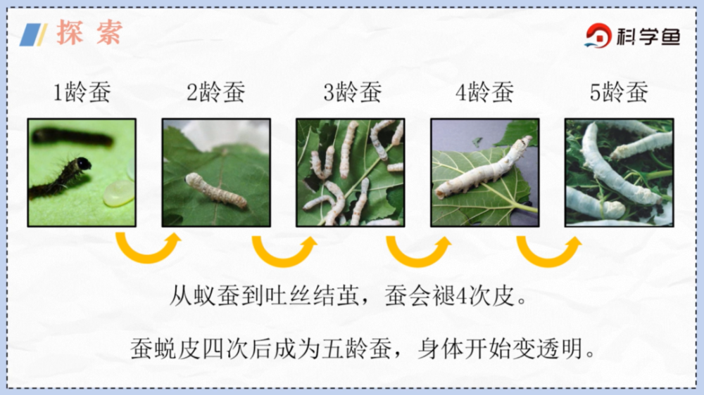 蜕去旧皮长出新皮的过程,蚕在生长期间,眠起之后,它就要蜕皮了.