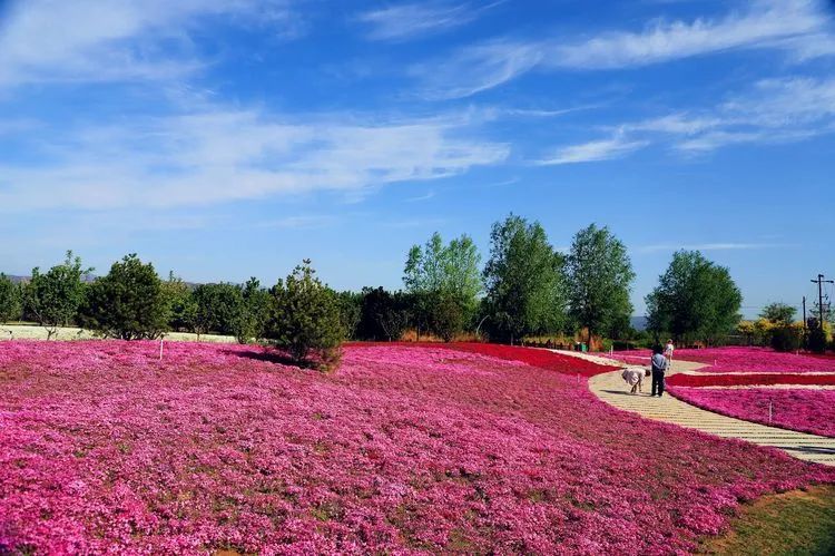 三门峡湿地公园,有一片福禄考花海