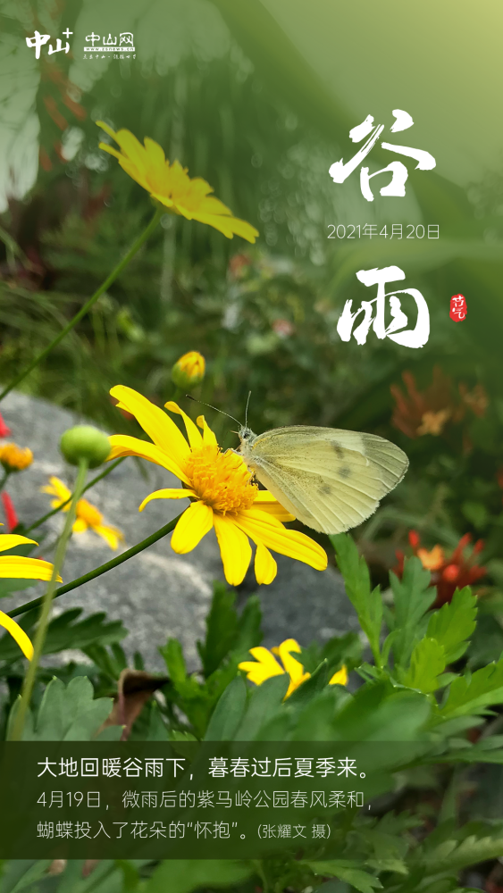 谷雨节气,夏将至!中山春色惊鸿一瞥