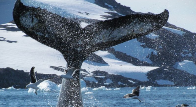 不是为了吃肉,真正目的