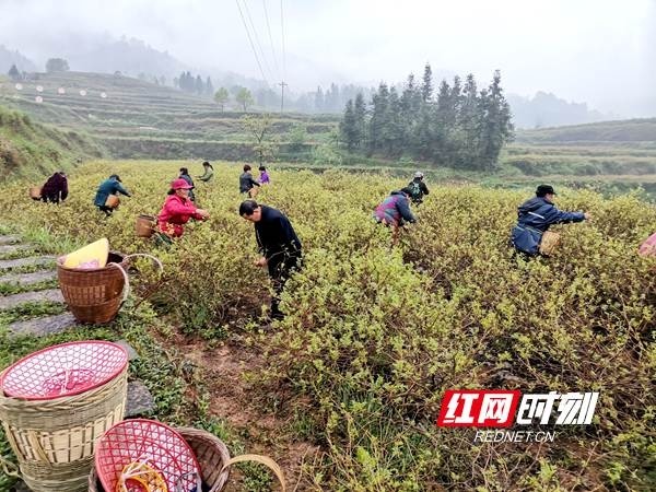 张家界莓茶进入采摘期首批新茶上市