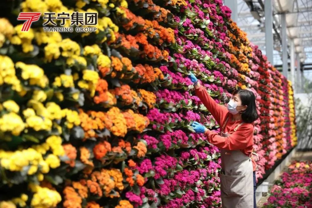 盛装迎客 第三届中国(日照)杜鹃花节 日照本地市民均可免费入园观赏