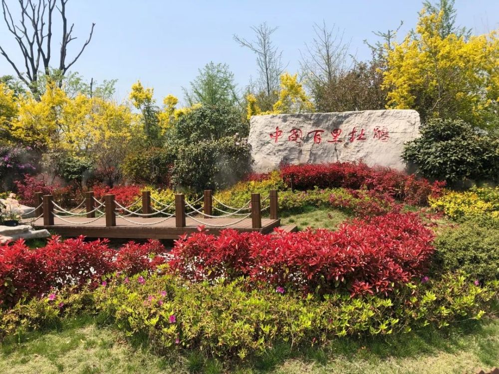 摄 面朝大海,杜鹃花开 第三届日照杜鹃花节 即将于4月24日在山海天