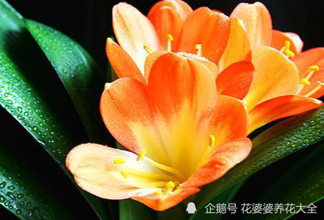 12生肖和12种花卉,养对了,好运跟你走
