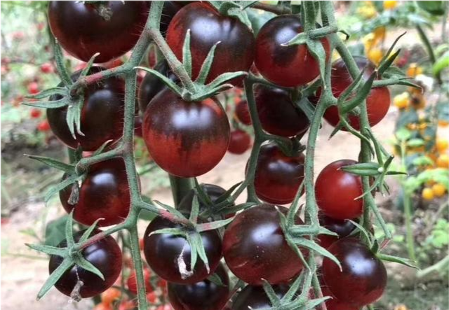 黑番茄的原产地并非在我国,与普通西红柿一样,也是属于引进的品种