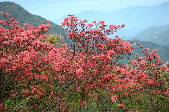 【爬山】4月24日(周六),磐安高姥山杜鹃约吗?