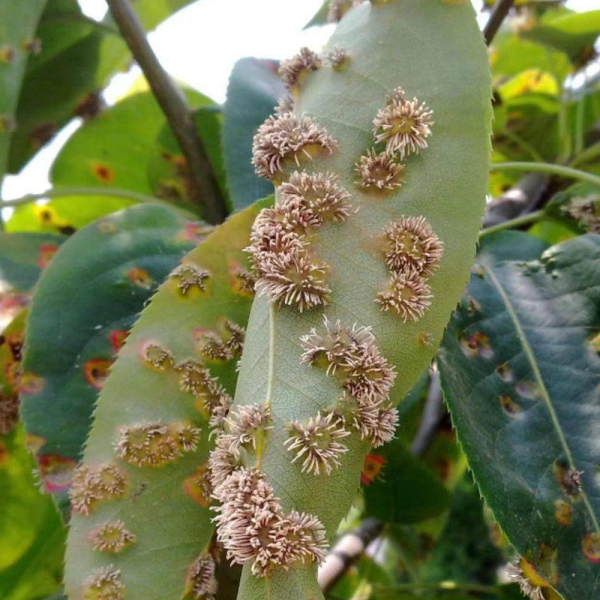 梨树种植常见病虫害及防治