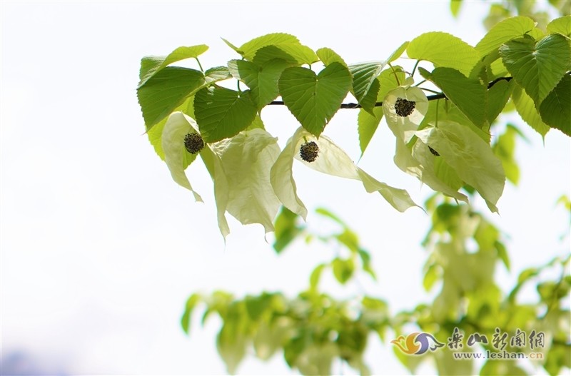 迎风起舞 峨边黑竹沟珙桐花盛开