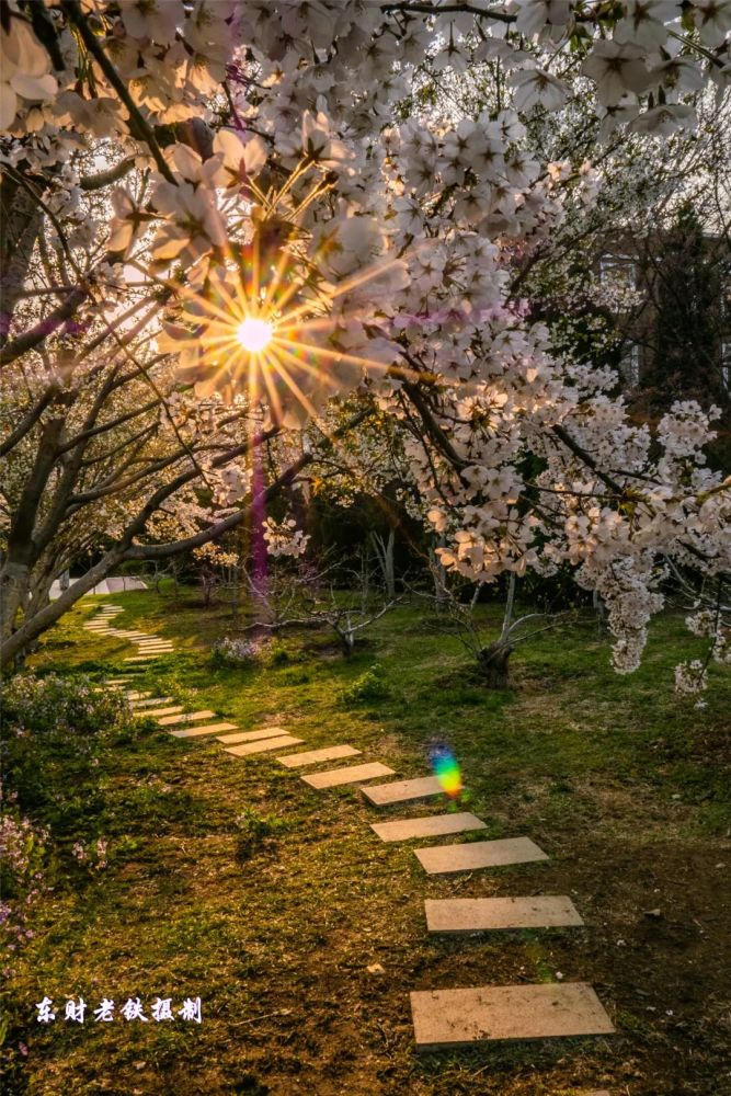 【晨光照耀石板小路】朝阳透过樱花,为石板小路抹上了一片金黄.