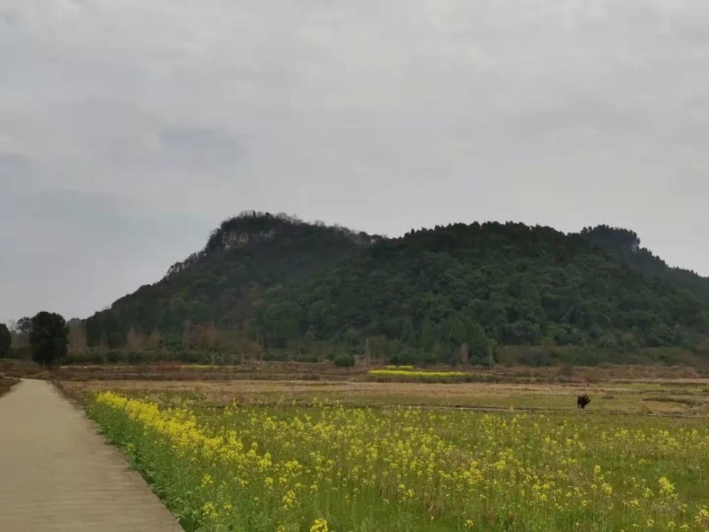 当行车穿过田心村,前方石城村后那惟妙惟肖的白面狮子山,在丽日下摇头