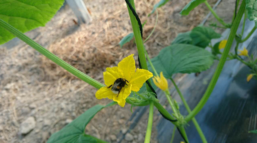 黄瓜授粉丨熊蜂立新功