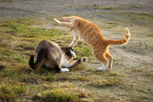 培森趣闻:猫咪打架的名场面!