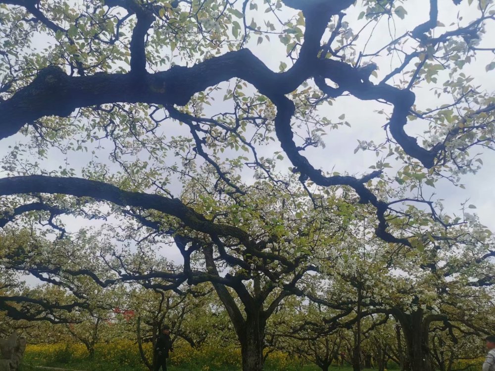 丰县梨花节