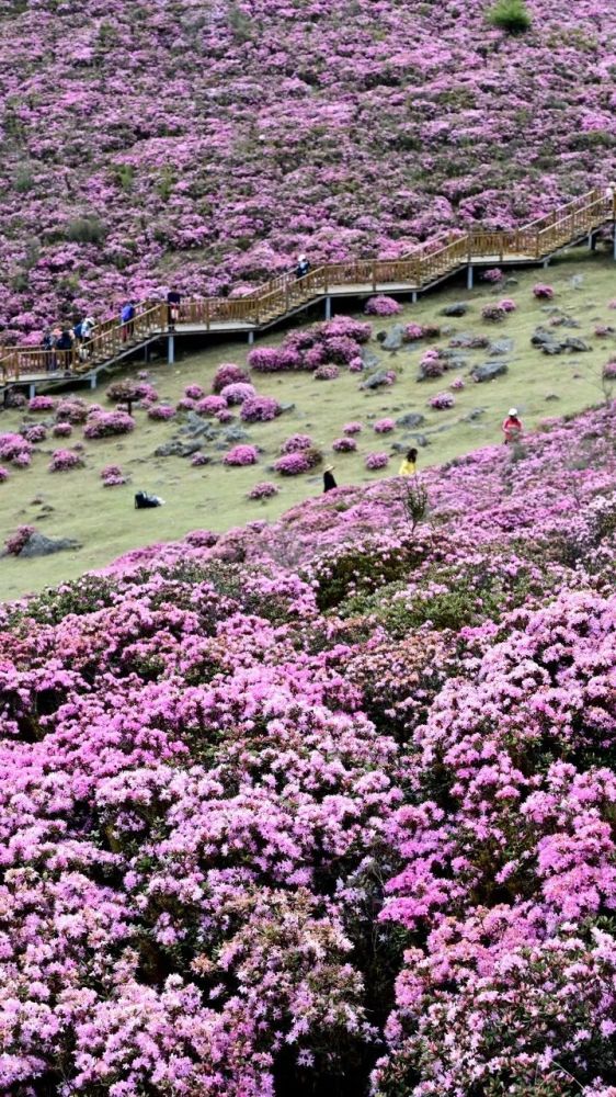 等到6月,寻甸六哨乡,10万亩洋芋花开满山坡,还有万亩草原花海开始绽放