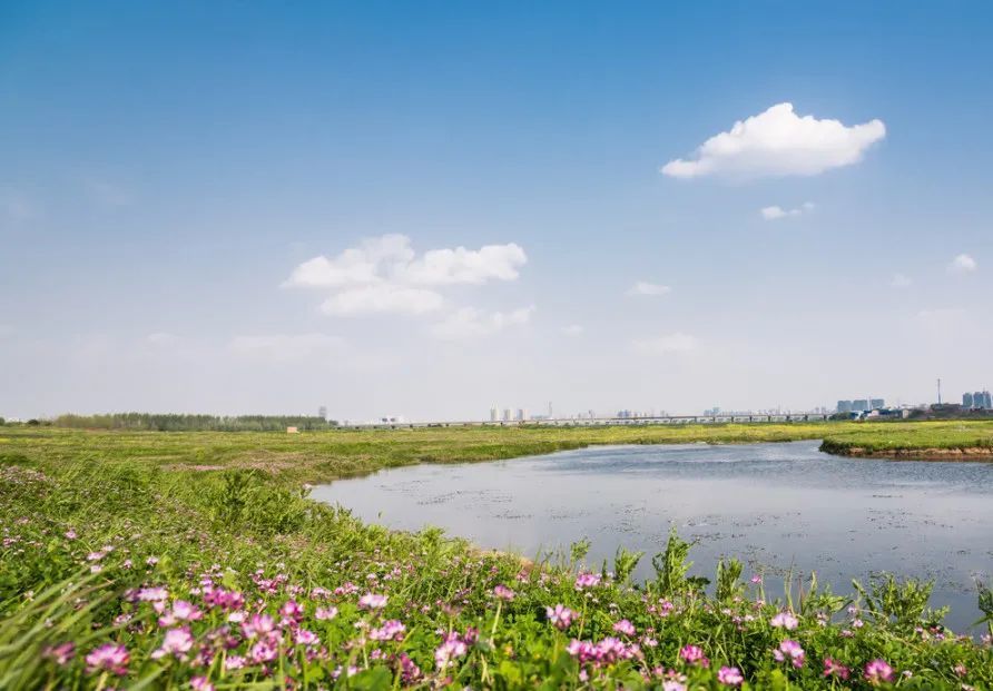 武汉府河湿地位于武汉市黄陂区,东西湖区境内,因为良好的生态环境