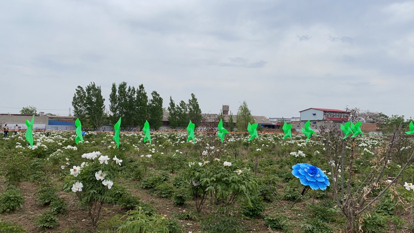 对邢台沙河市兴固村牡丹园建设的若干建议