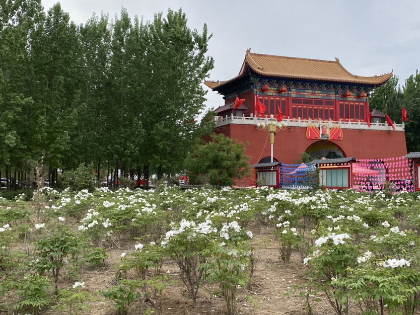 对邢台沙河市兴固村牡丹园建设的若干建议