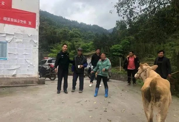 昭通彝良一农妇喂自家圈头的扶贫耕牛,大半夜被拉克卖掉,"嫌疑人"竟是