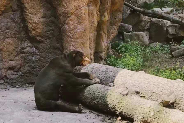 一只小刺猬偷偷摸摸爬出来觅食