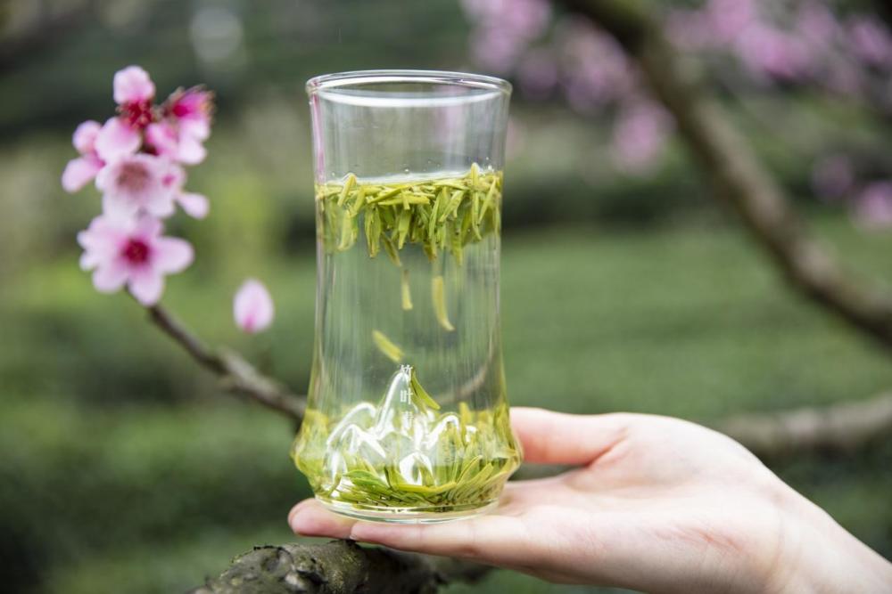 泡杯竹叶青春茶,感受一下这杯高端绿茶的独特之处吧!