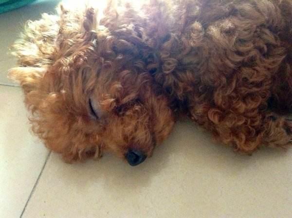 泰迪犬离世前会有这5个现象其中一点宠主都不希望看到