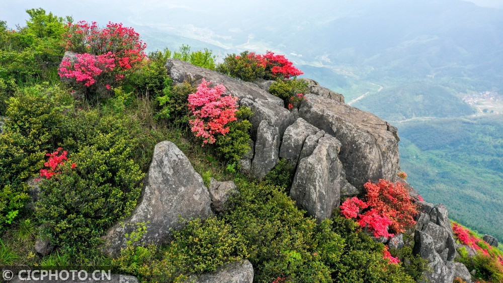 江西丰城:升华山上杜鹃红