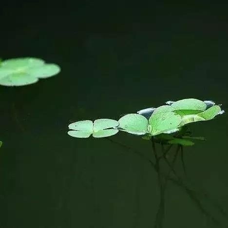 一候,萍始生谷雨之日"萍始生,萍水始相逢.