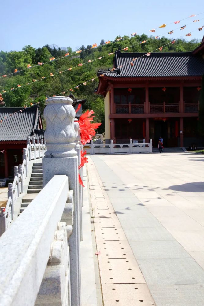 百年藤木!怀远大圣寺,我们来了!