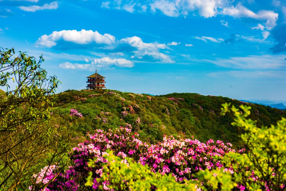 图片来源:金佛山景区 胡波摄影 相信2021年的五一长假,金佛山杜鹃花