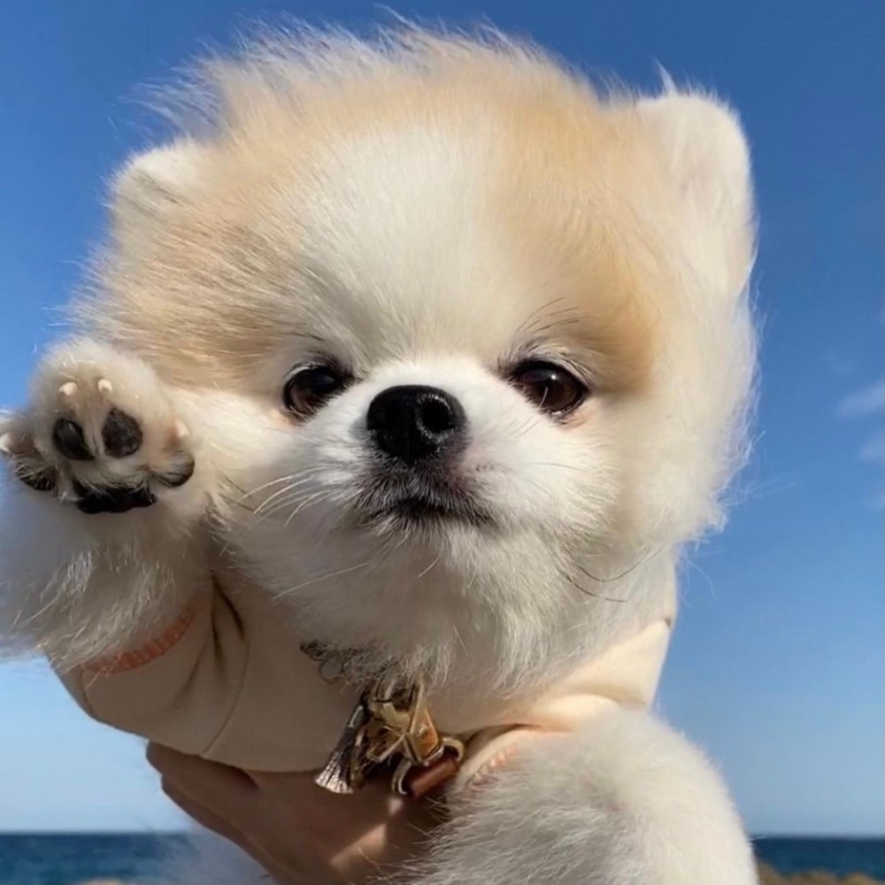 蓝天下的狗狗