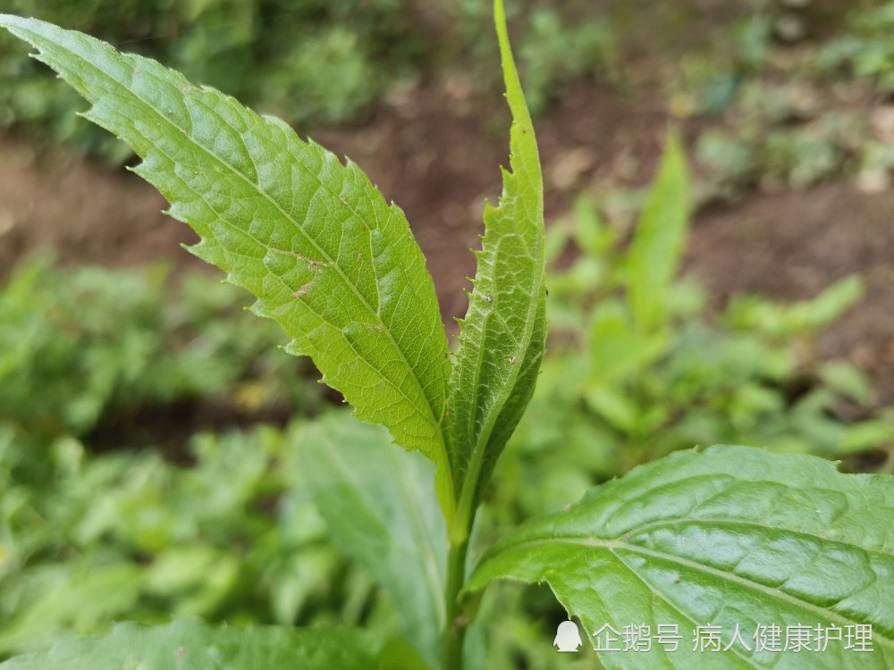 野菜——三脉紫菀