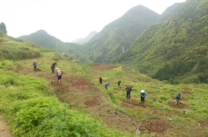 春耕正忙时,石柱大歇镇引进凤凰李将荒田荒地变"金地"