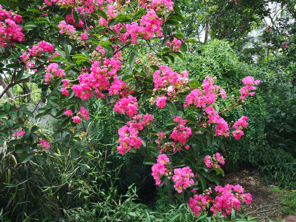 若有一个大庭院,定要种这些开花的树,美丽芳香满四季