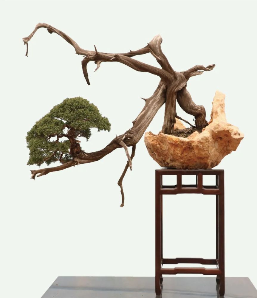 景融|全国盆景书画展,雅至琅琊